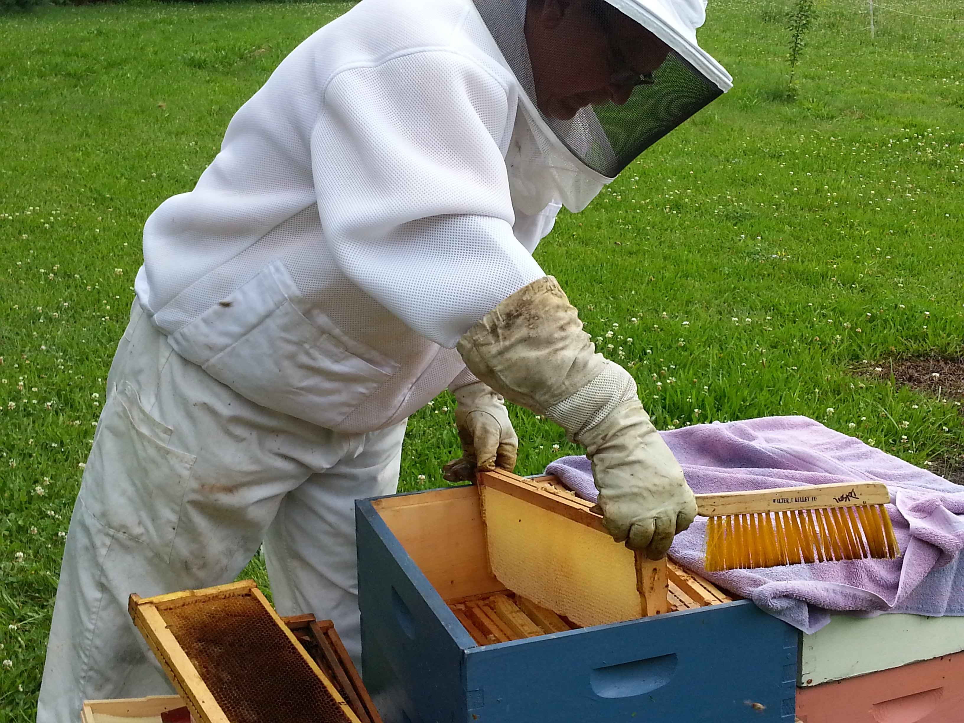 March 6, 2027 - Beginning Beekeepers Class | Fairfield County ...